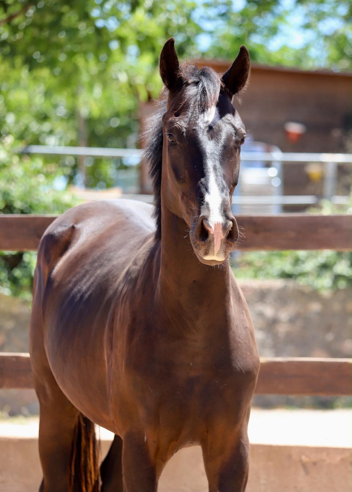 horse